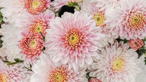 High angle view of pink daisy flowers