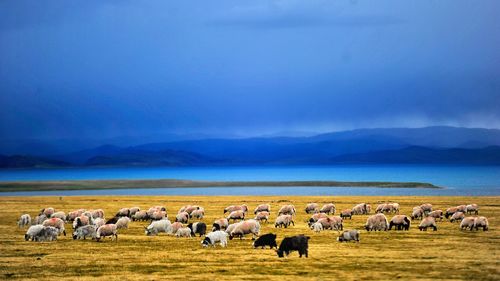 Flock of sheep grazing on field by lake against sky