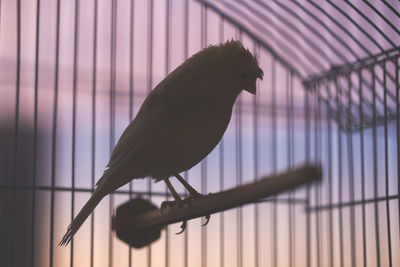 Close-up of bird perching in cage