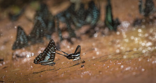 Close-up of insect on water