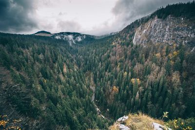 Idyllic shot of forest against cloudy sky