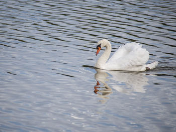 Swan swimming in lake