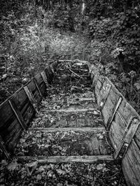 Staircase in forest