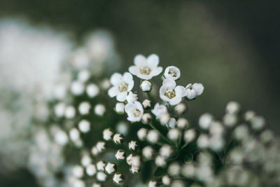 Close-up of white cherry blossom