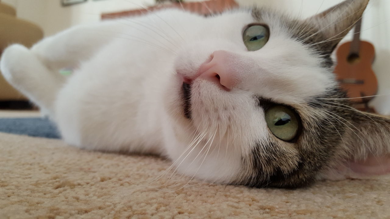 domestic cat, animal themes, one animal, indoors, cat, pets, domestic animals, feline, close-up, whisker, mammal, portrait, focus on foreground, looking at camera, high angle view, white color, relaxation, animal head, home interior, no people