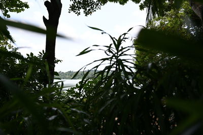 Low angle view of wet tree against sky