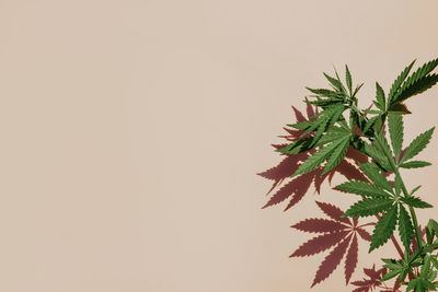 Close-up of potted plant against wall