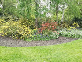 Plants growing on grassy field