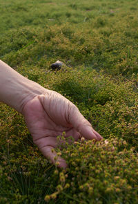 Midsection of person holding stick on grassy field