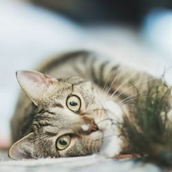 Close-up portrait of cat