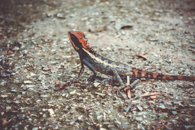 Close-up of lizard on rock