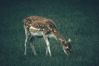 Deer grazing while standing on grassy field