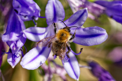 Close-up of honey bee on purple agapanthus flower