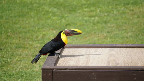 Close-up of bird perching on wood