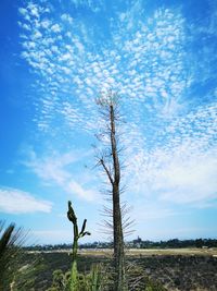Bare tree on field against sky