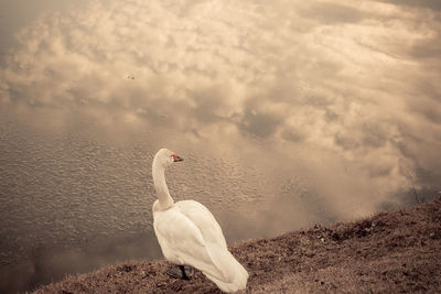 View of swan in lake