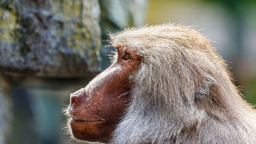 Close-up of a monkey