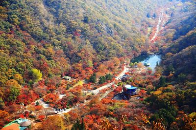 High angle view of trees in forest during autumn