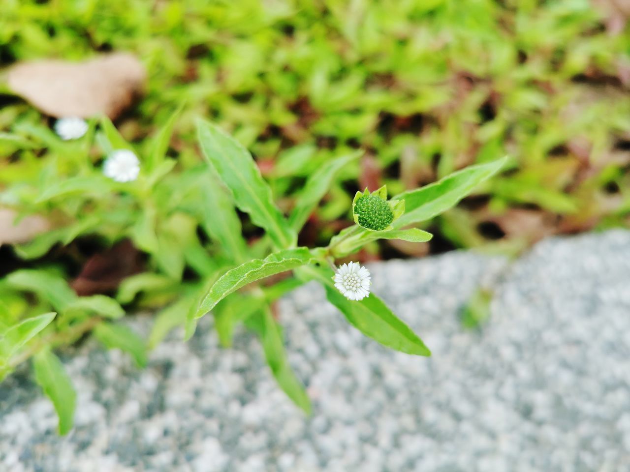 CLOSE-UP OF FLOWER GROWING ON PLANT