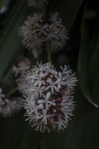 Close-up of plant against blurred background