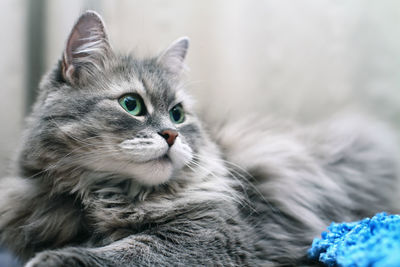 Close-up portrait of fluffy silver siberian cat.  shallow depth of field, selective focus.