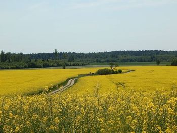 Scenic view of field against sky