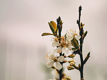 Close-up of white cherry blossom plant