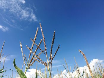 Close-up of plant against cloudy sky