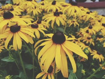 Close-up of black-eyed yellow flowers blooming outdoors