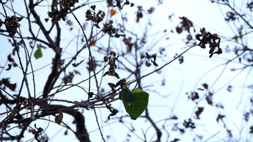 Close-up of frozen plant during winter