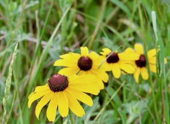 Close-up of yellow flowers blooming outdoors