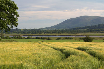 Scenic view of field against sky