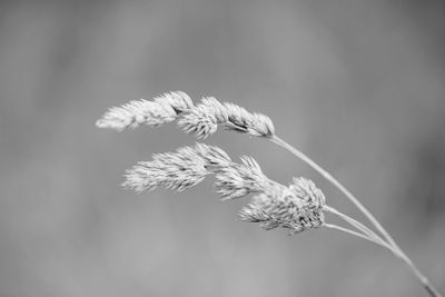 Close-up of wilted plant