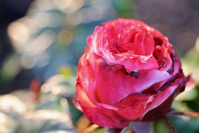 Close-up of red rose