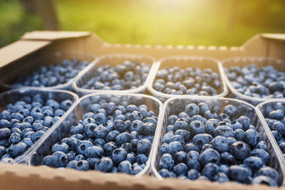 Box or container with collected blueberries. berries agriculture business. cultivating, harvesting