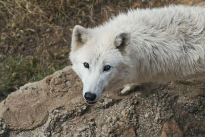 Endangered arctic white wolf watching camera