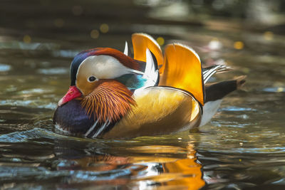 Close-up of duck swimming in lake