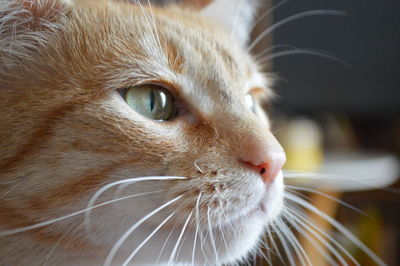 Close-up portrait of cat