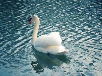 Swan swimming in lake