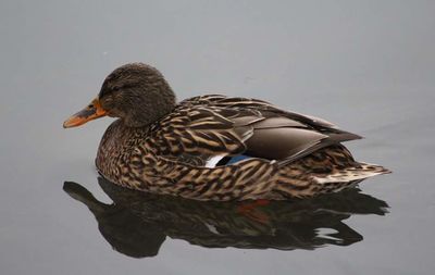 Close-up of birds in water