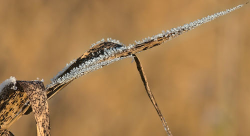 Close-up of dry leaf on wood