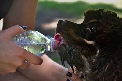 Midsection of woman feeding water with dog