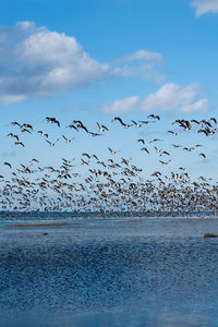 Birds flying over sea against sky