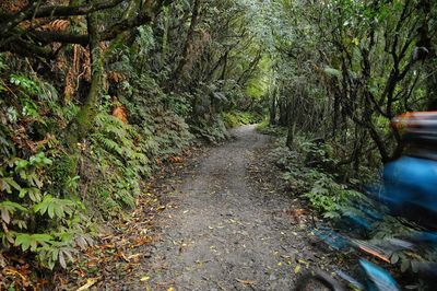 Trail amidst trees in forest