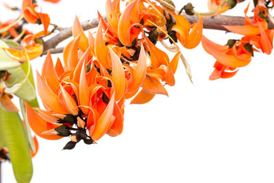 Close-up of orange flowering plant against white background