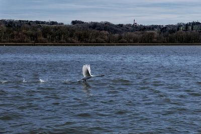 Swan in a lake starting to fly