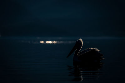 Close-up of bird in lake