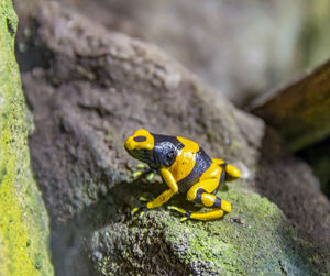 Close-up of yellow butterfly on rock