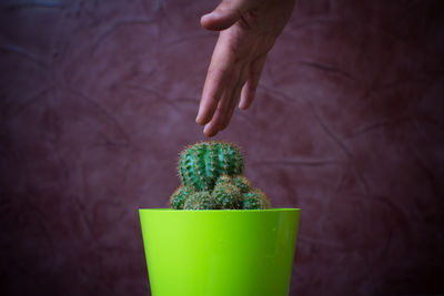 Cropped hand of woman reaching cactus against wall