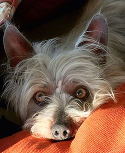 Close-up portrait of dog